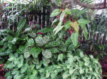 Contrast foliage plants
