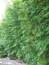 Bambusa gracilis