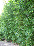 Bambusa gracilis 