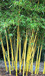 Bambusa eutuldoides 