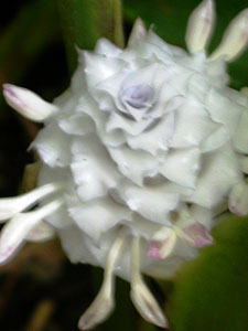 Calathea Burl-marxii White